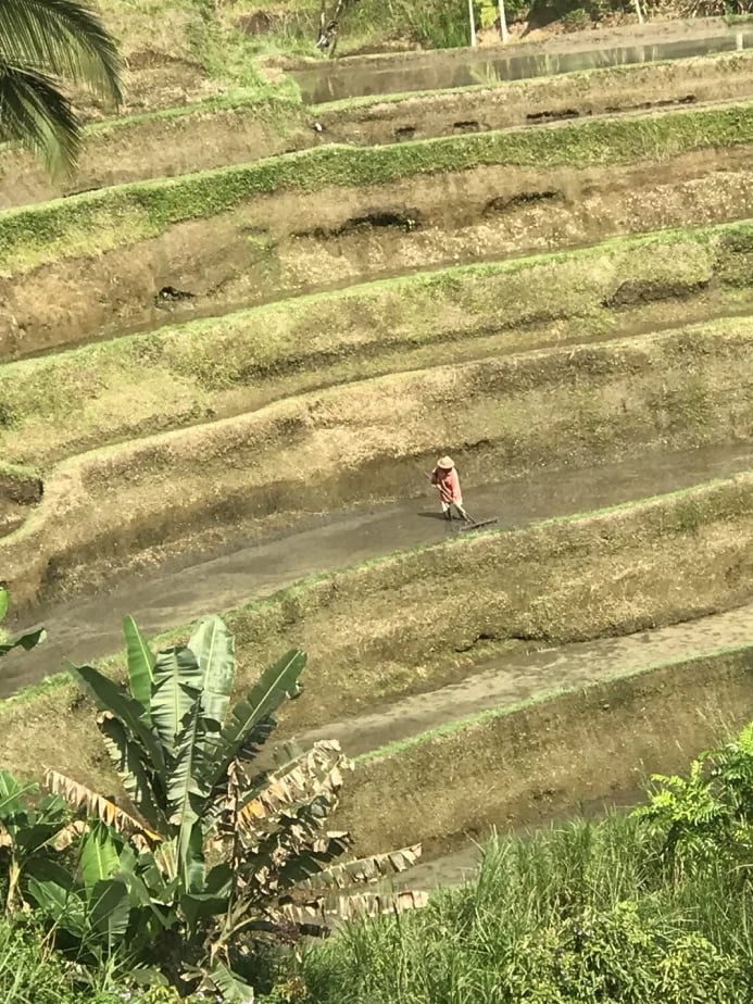 Tegalalang rice terraces