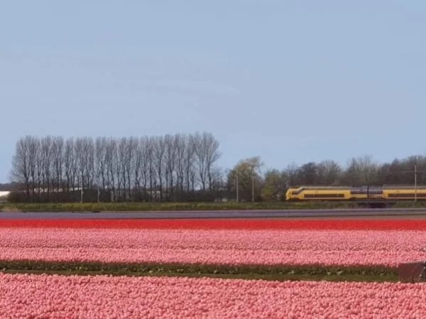 Keukenhof flower exhibition