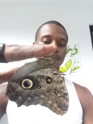 Butterfly