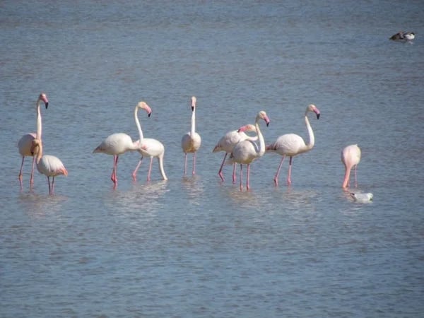 Birdwatching at Lagoa dos Salgados Half Day Tour