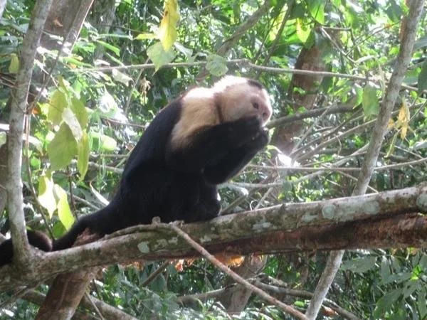 Monkey Island Jungle Boat Tour