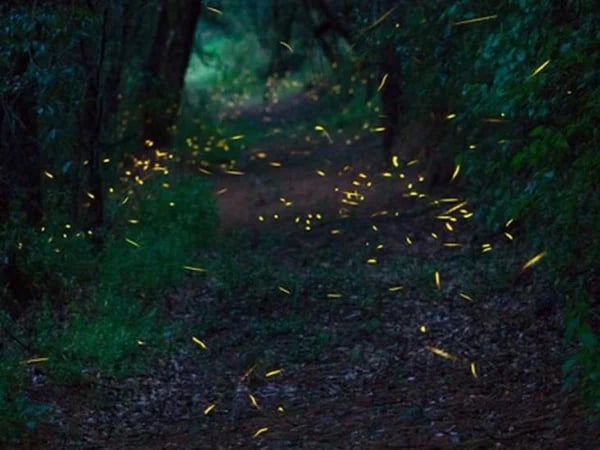 Fireflies Sanctuary an unforgettable encounter with nature