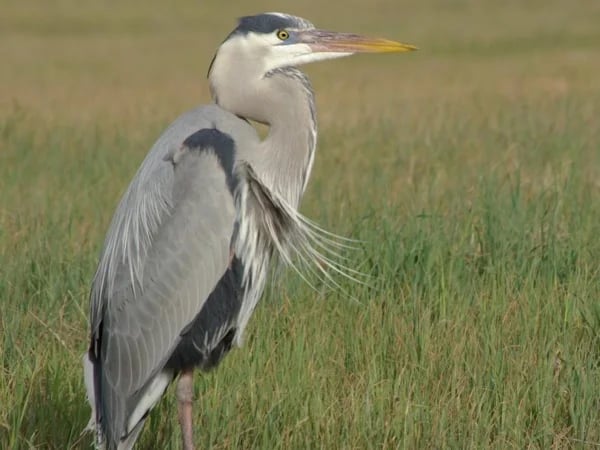 Half Day Ventura Wildlife Walking Tour