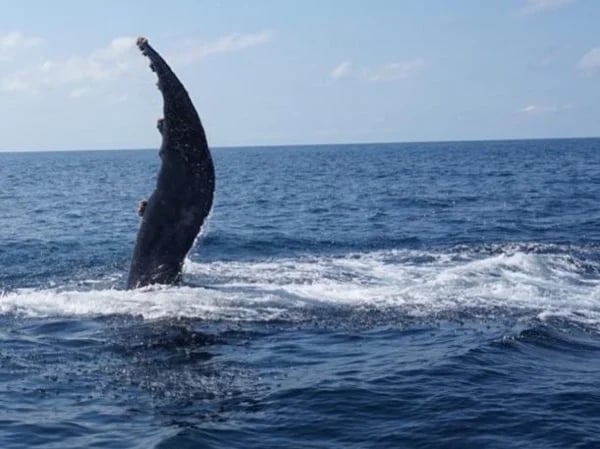 Puerto Vallarta whale watching - Half Day Tour