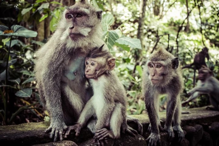 Monkey forest ubud