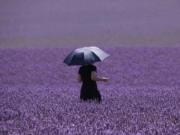 Plateau of Valensole & Lavender - Private tour