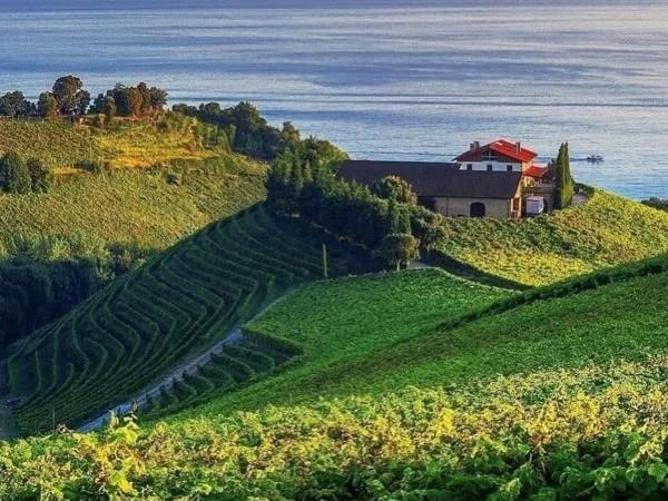 The Basque Roots