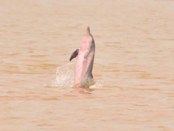 Maica Lake, Brazil - Private Boat Tour