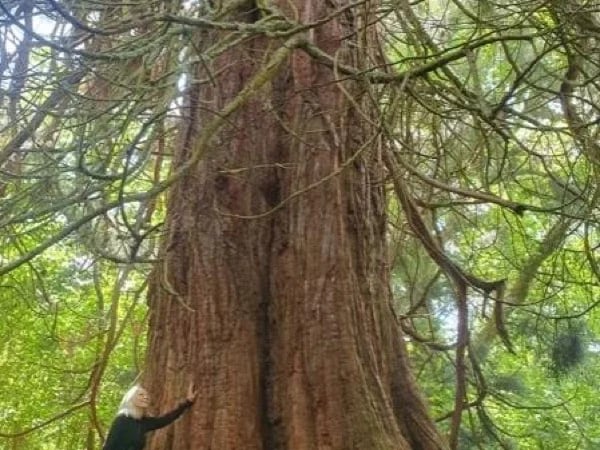 Gentle Giants Tree Tour - from the Loch Ness Hub