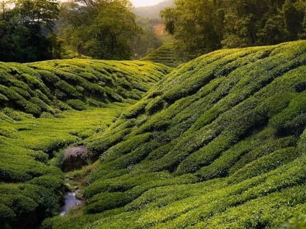 Enjoy beautiful views of Cameron with your local guide
