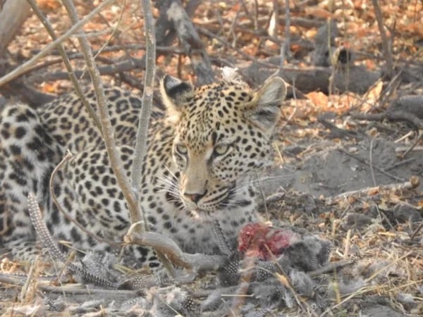 Lets Explore Okavango Delta ,Moremi, Magotho, Savuti and Chobe national park