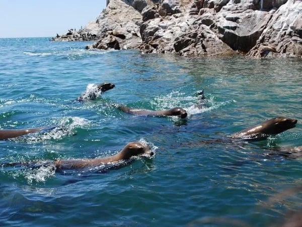 Bird island tour - Full Day