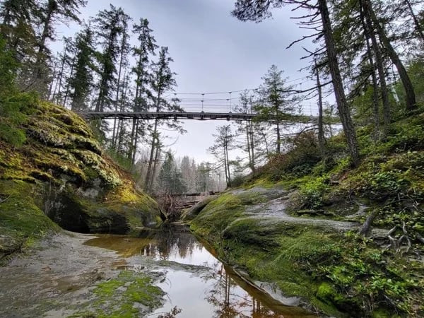 Top Bridge Nature Walk - Express Walking Tour in Parksville