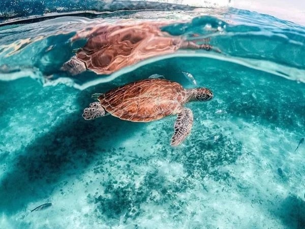 Tulum Treasures & Turtle Tales