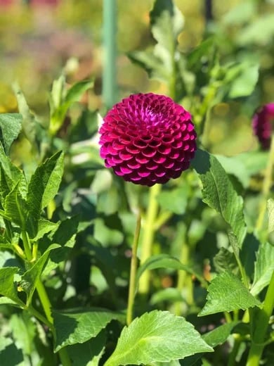 Dahlias at Dawn, Butchart Gardens