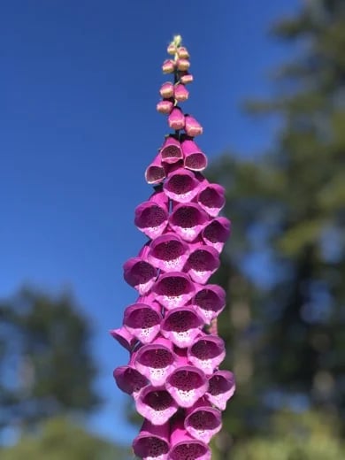 Foxglove blooms, toxic despite their beauty.