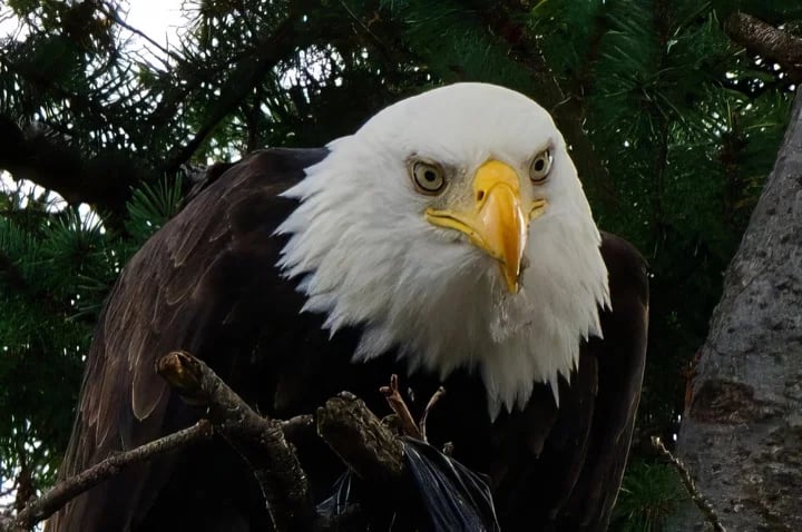 "Eagle Eye"