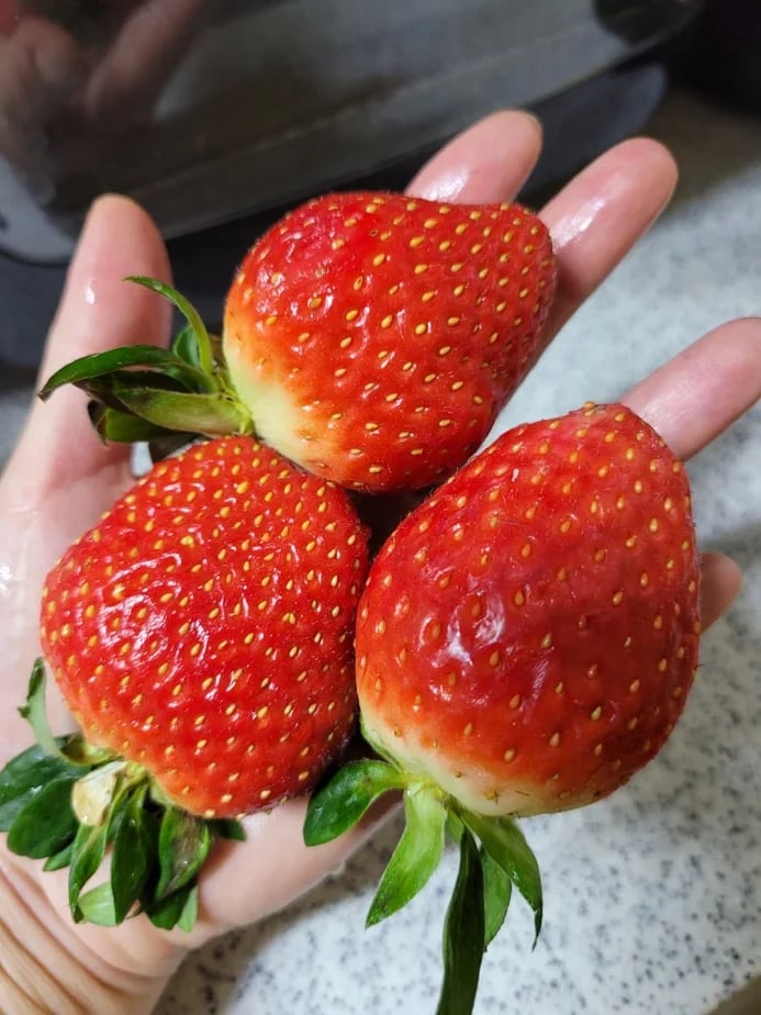 Strawberry Season ��