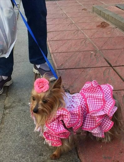 FLAMENCO DOG, SEVILLE'S FAIR.