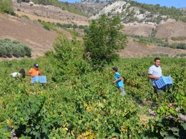 The Paphos Wine Route - Full Day tour from Paphos