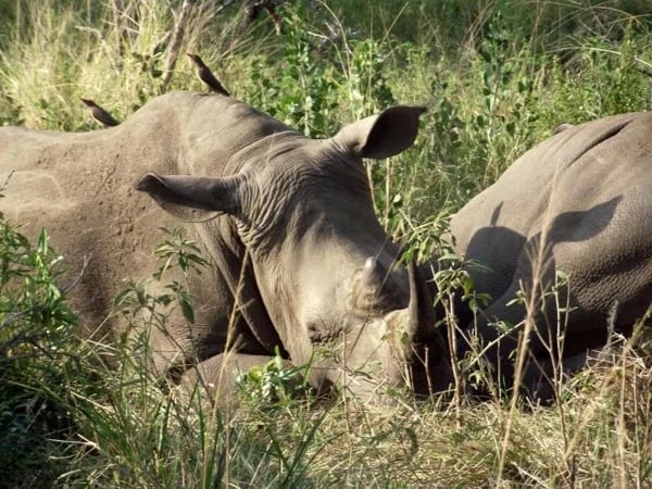 Hluhluwe Imfolozi Game Reserve Private Day Tour
