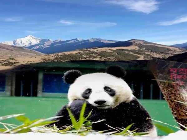 Mt. Siguniang+Wolong panda base 2 days private tour 2023