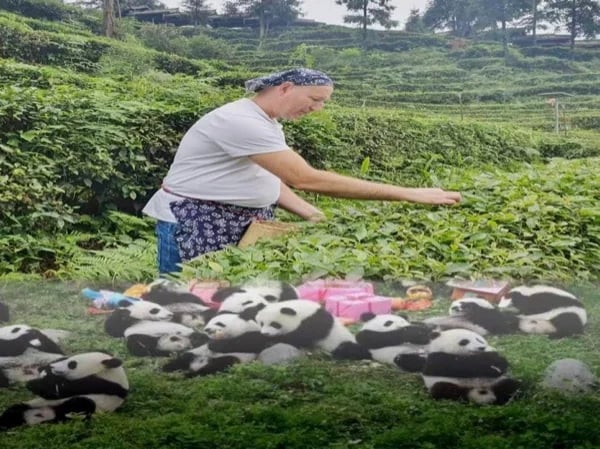Panda and Green Tea Making tour