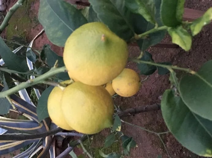 Ibiza life always gives us lemons so we make lemonade and many many more beautiful things with this natural source of goodness