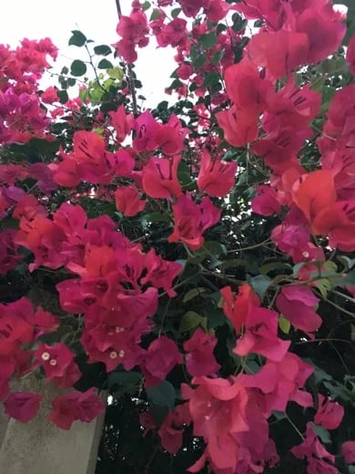 The natural flora brings beauty all through the year
