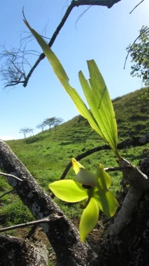 Orquids Flowering Transitional season Wet-Dry