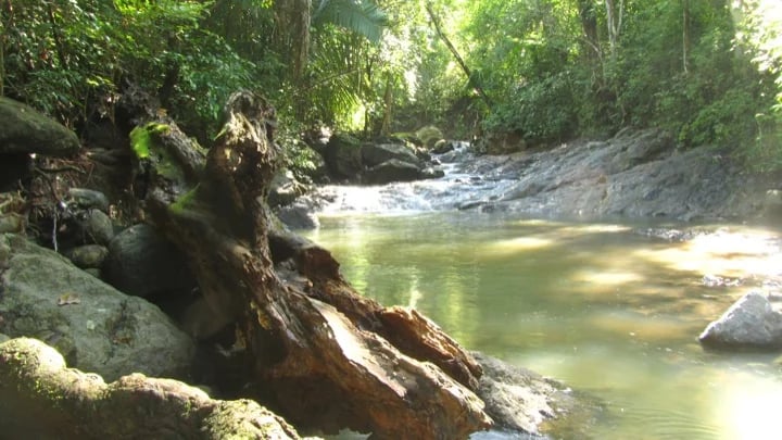 Relaxing therapy, sounds of nature!