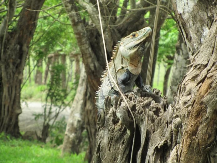 Garrobos are known also as Black spiny-tailed iguanas, and can be found wandering for fruit and perhaps a mate!