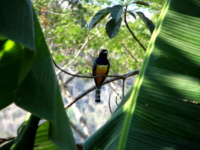 Trogons are among the most colorful costa rican birds!