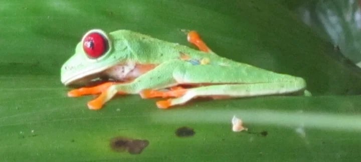 Just cute! but seriously threatened by global warming effects upon the rain forest!
