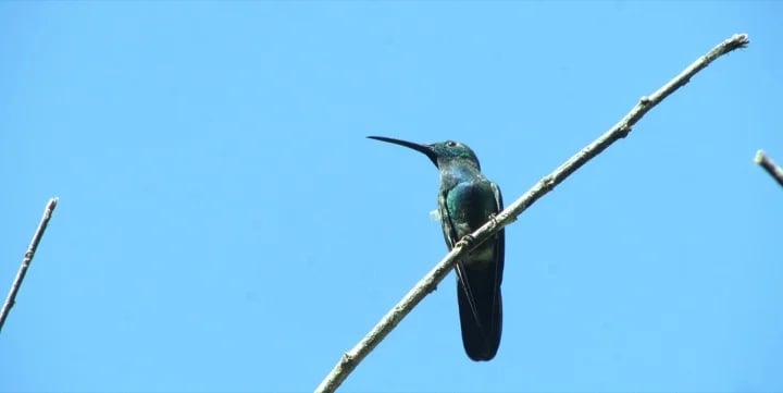 Green breasted Mango searching for nectar