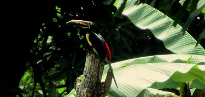 Collard Aracari Toucan / Dry forest birds