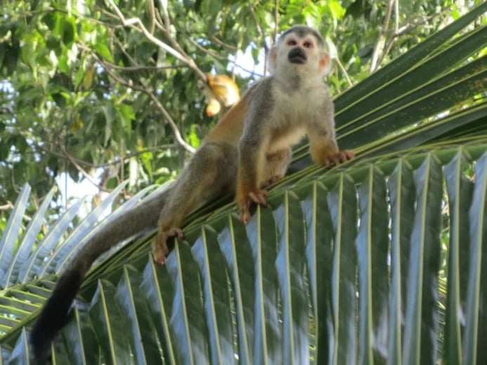 Squirrel monkeys are nice and curious animals, do not feed them please!