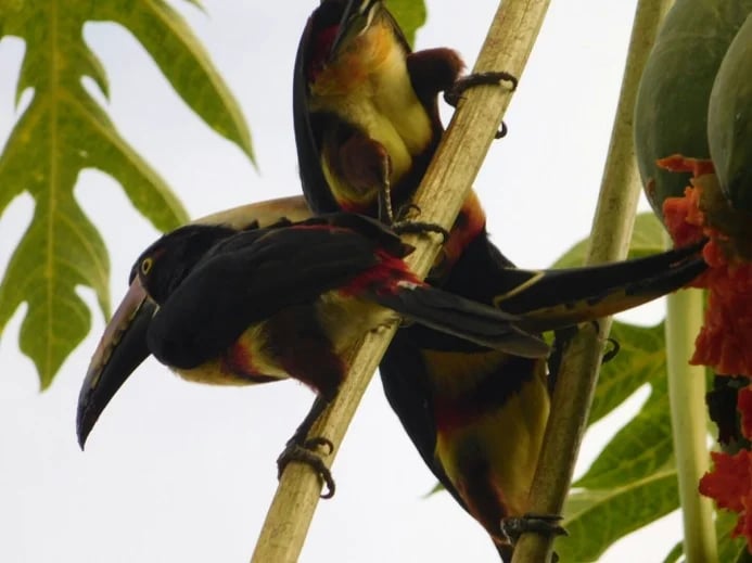 A papaya morning snack
