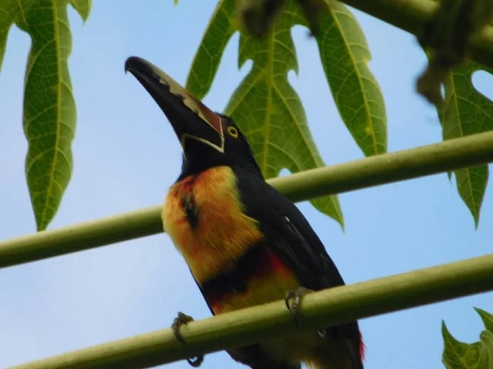 Collared Aracari Toucanets