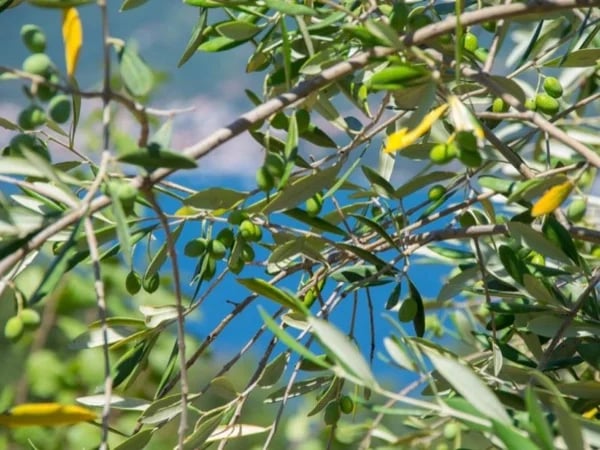 Cover media image
