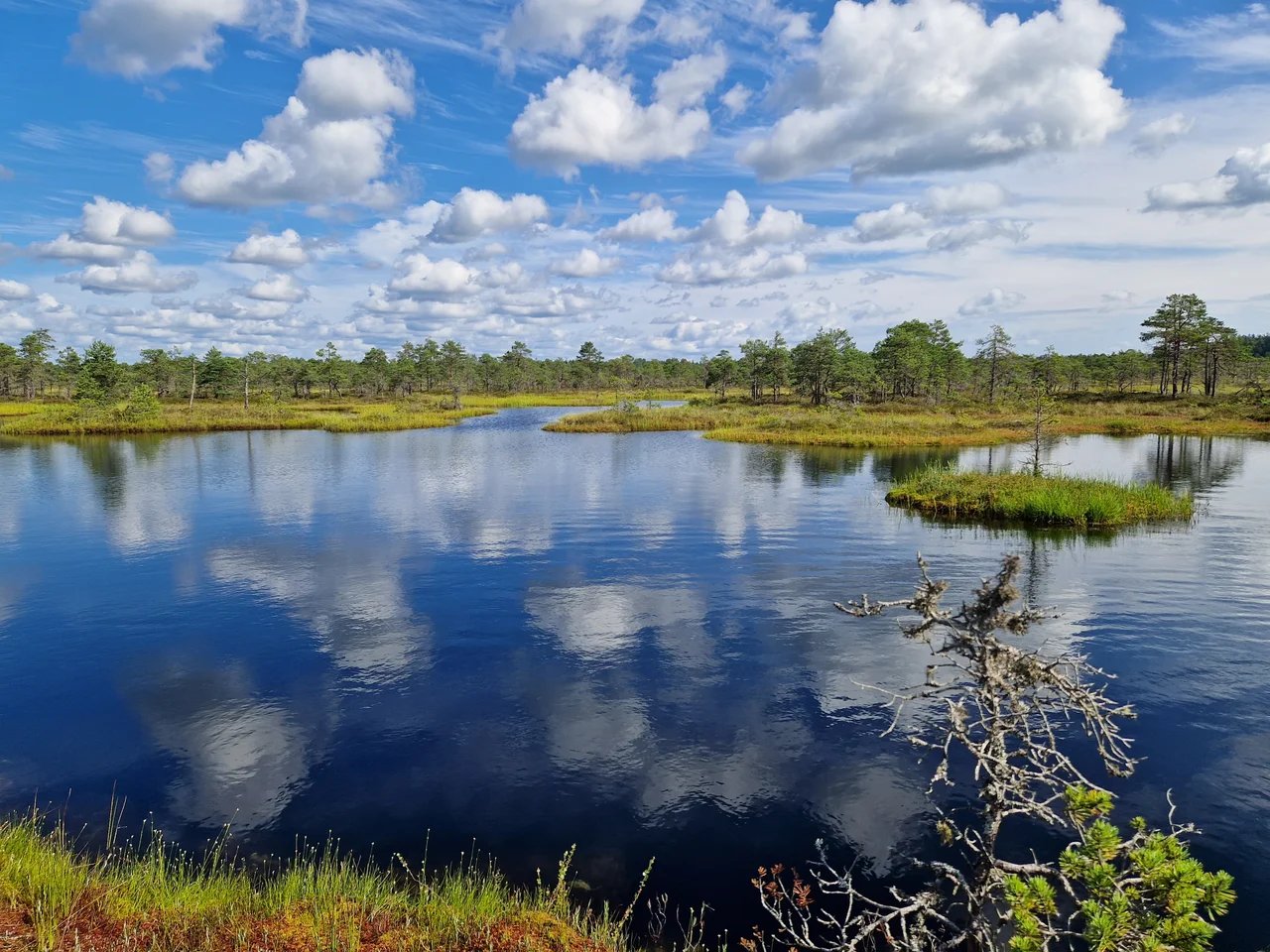 Cover media image