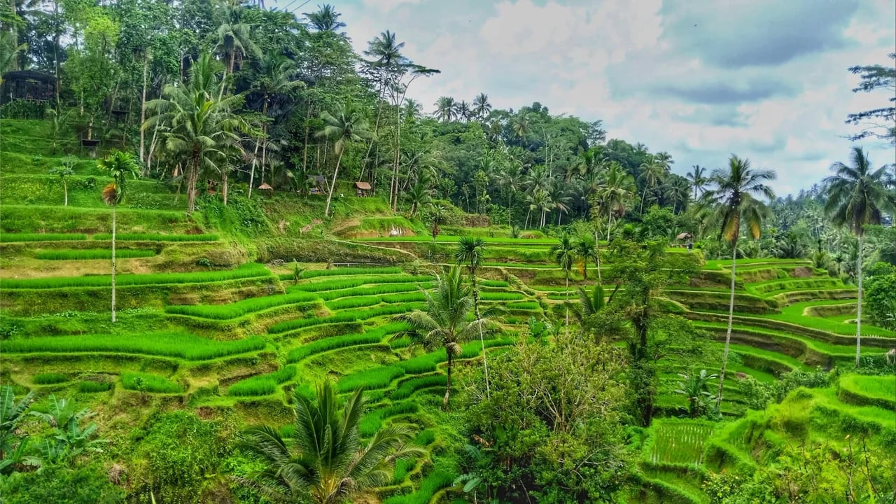 I Wayan S.'s gallery