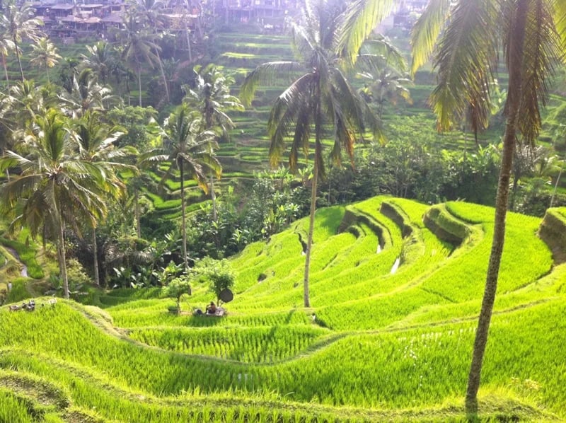 I Wayan S.'s gallery