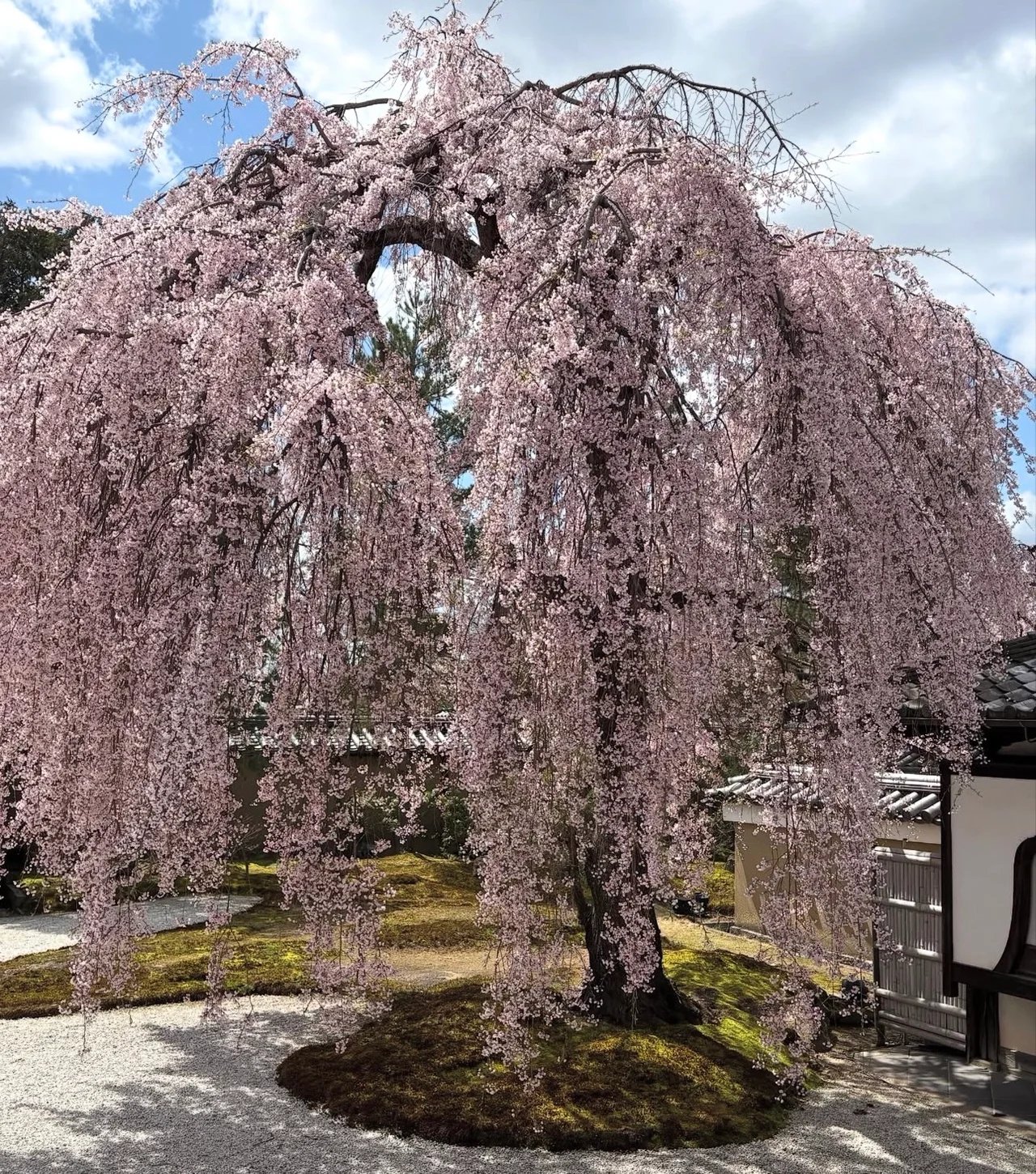 Ryuki I.'s gallery