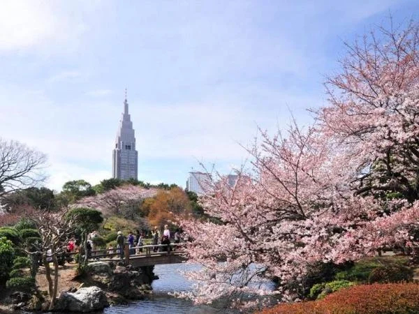 Hanami - Beautiful Traditional Cherry Blossom Viewing in Tokyo