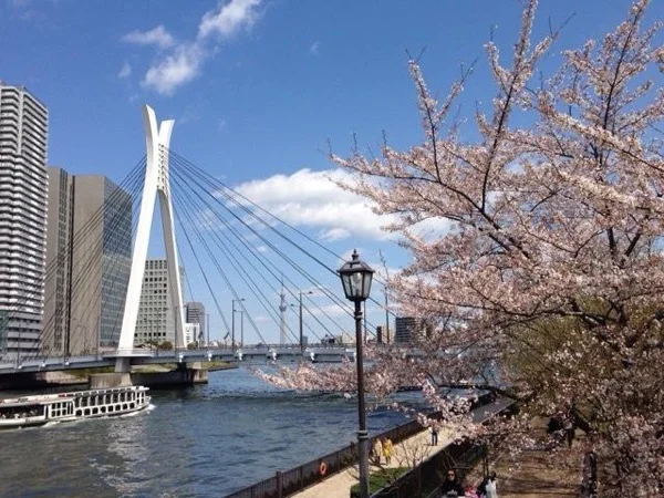 Private Cherry Blossoms Viewing by Tokyo's Sumida River