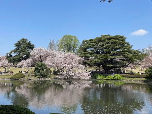 All About Cherry Blossoms - A Full Day Cherry Blossoms and Hanami Tour