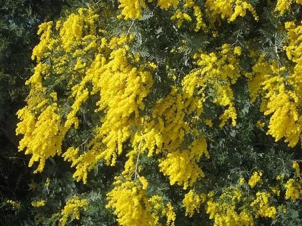 discovering the mimosa trees hills-private tour