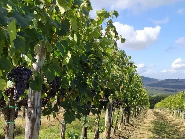 Montalcino wine tour, not just Brunello