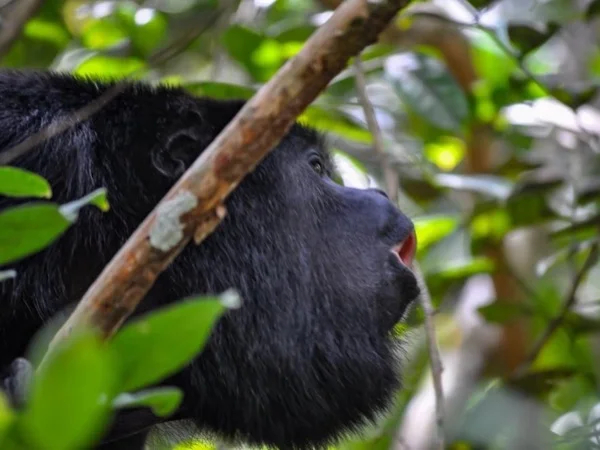 Belize Zoo & Community Baboon Sanctuary